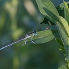 Libelle auf Futtersuche.