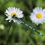 Libelle auf Gänseblümchen 