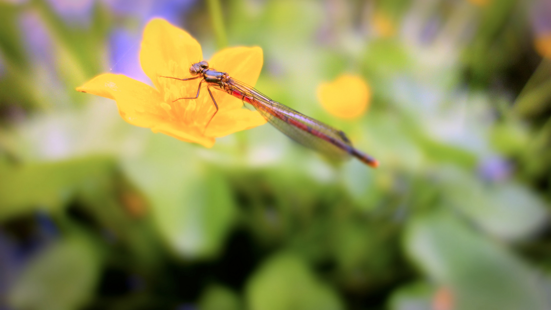 Libelle auf gelber Blume