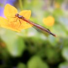 Libelle auf gelber Blume