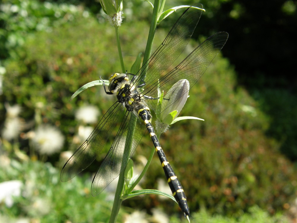 Libelle auf Glockenblume