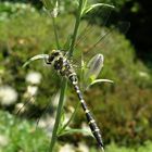 Libelle auf Glockenblume