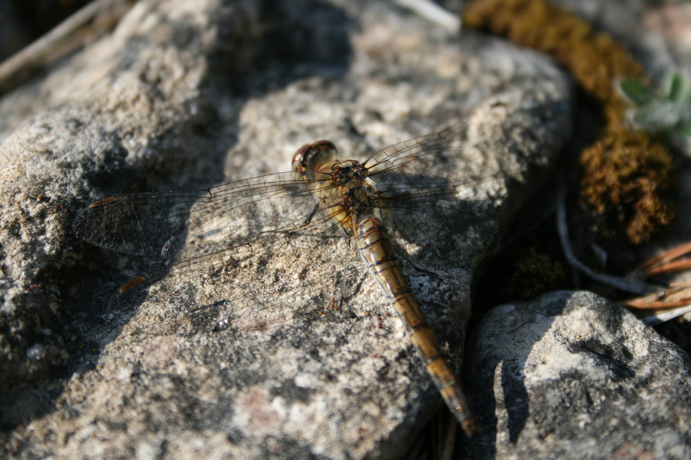 Libelle auf Gotland