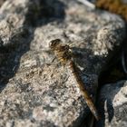 Libelle auf Gotland