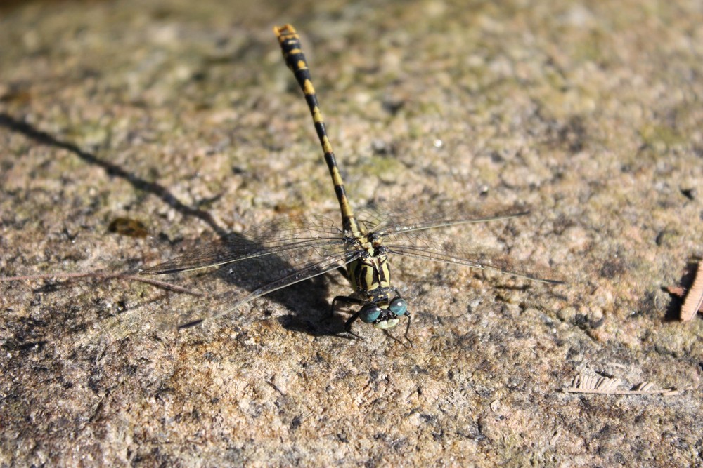 Libelle auf Granit