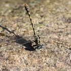 Libelle auf Granit