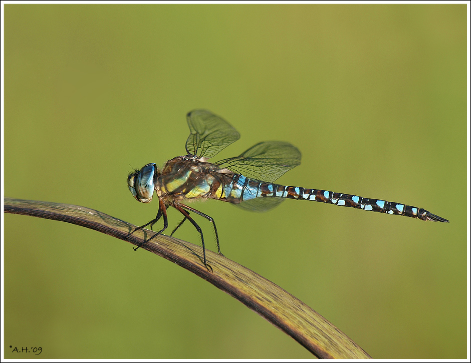 Libelle auf Grashalm