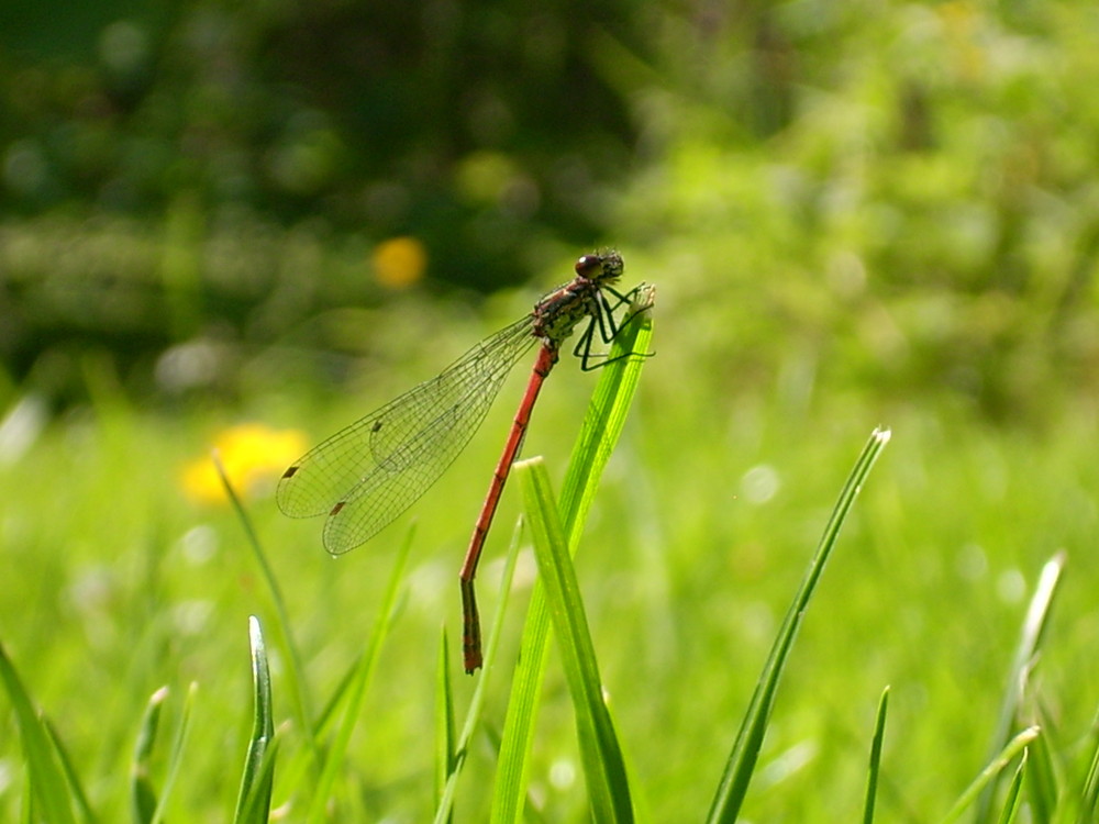 Libelle auf grashalm