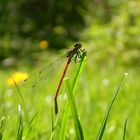 Libelle auf grashalm