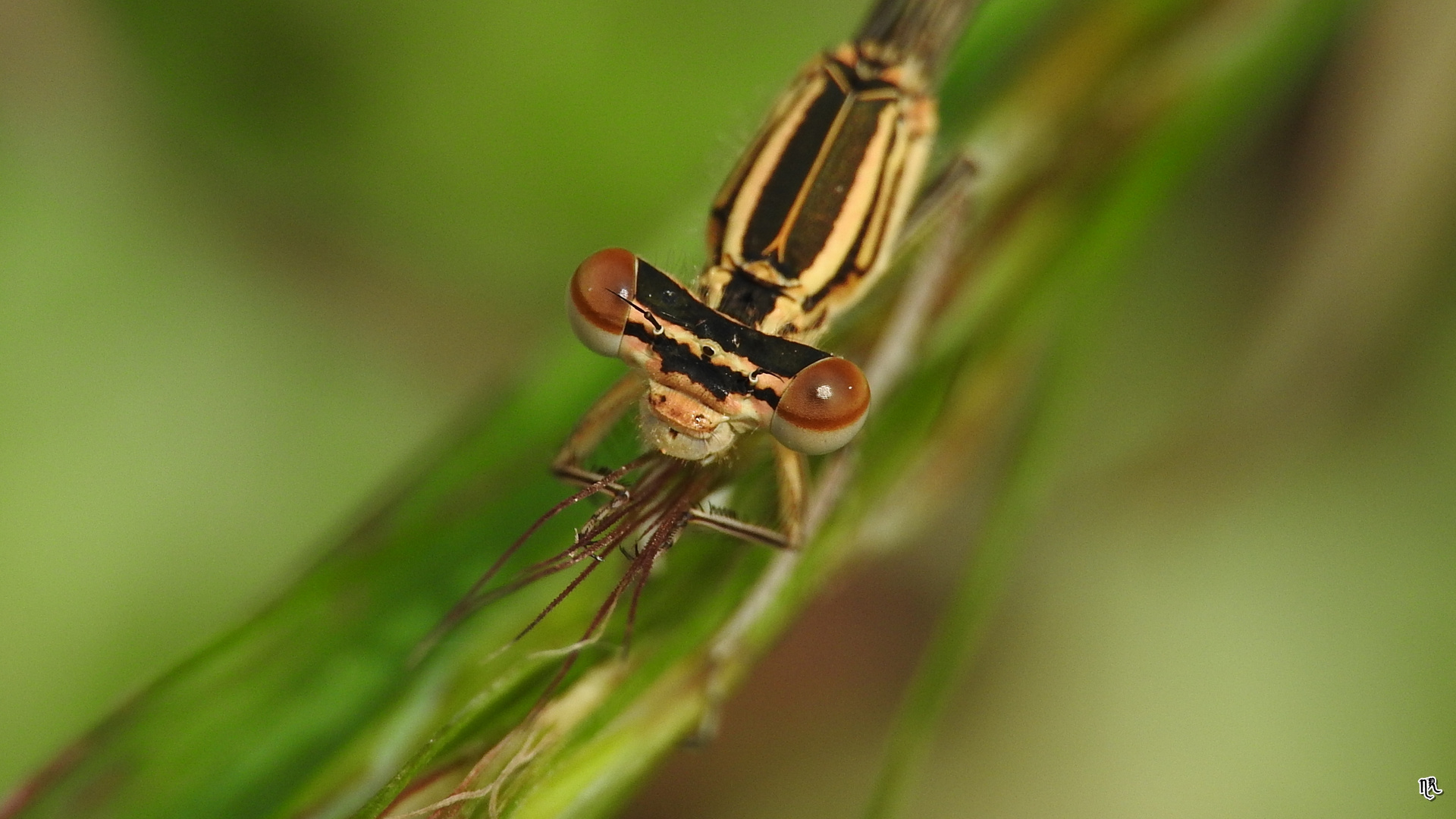 Libelle auf Grashalm