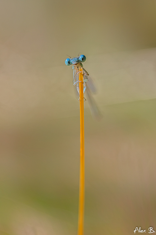 Libelle auf Grashalm