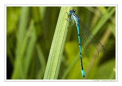 Libelle auf Grashalm