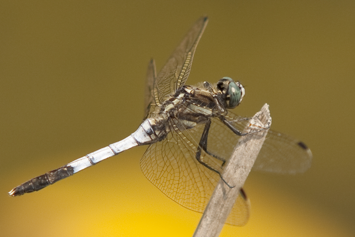 Libelle auf Grashalm