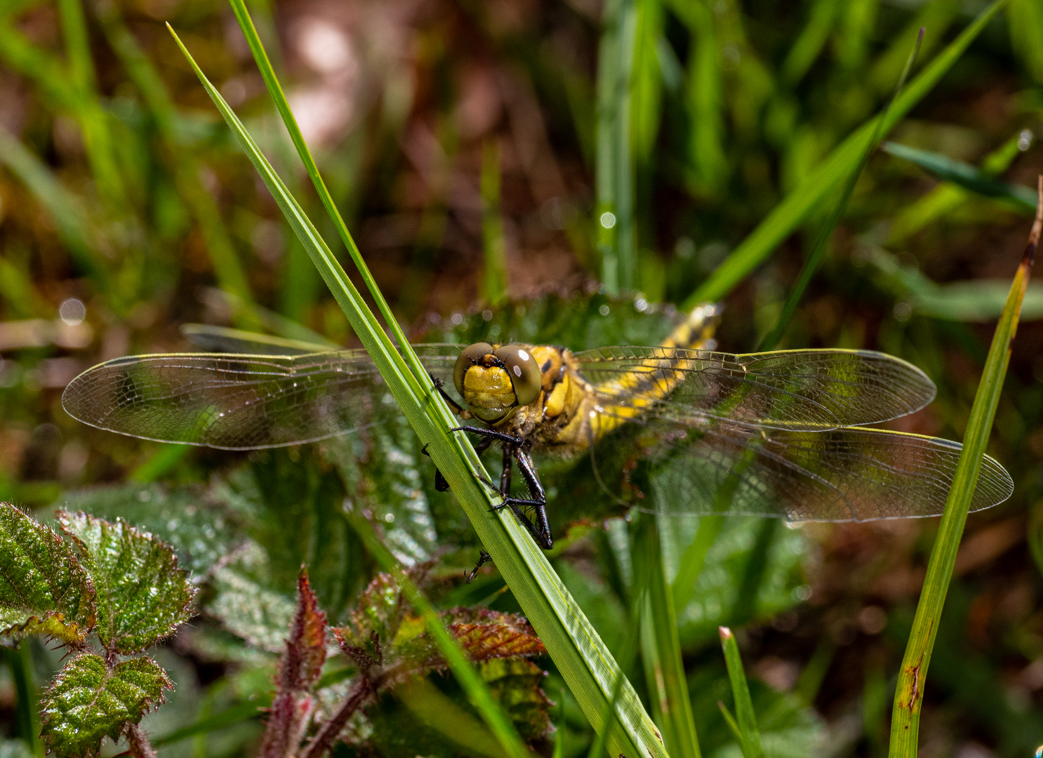 Libelle auf Grashalm in Fron