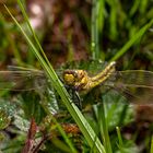 Libelle auf Grashalm in Fron