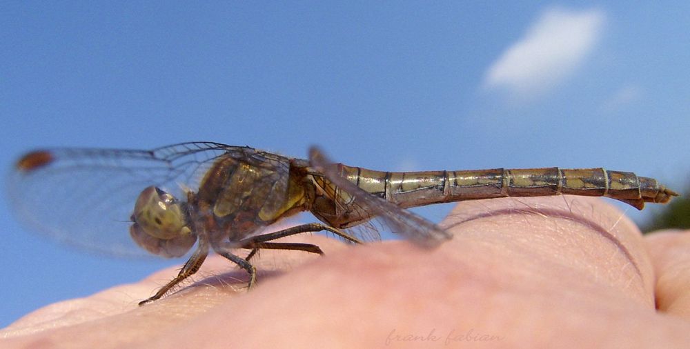 Libelle auf Hand