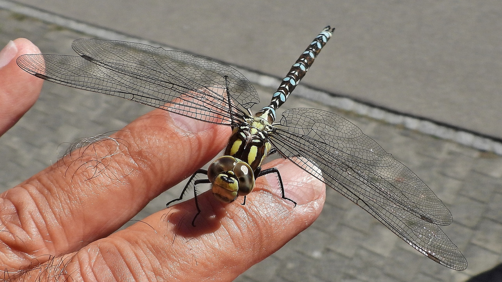 Libelle auf Hand gelandet