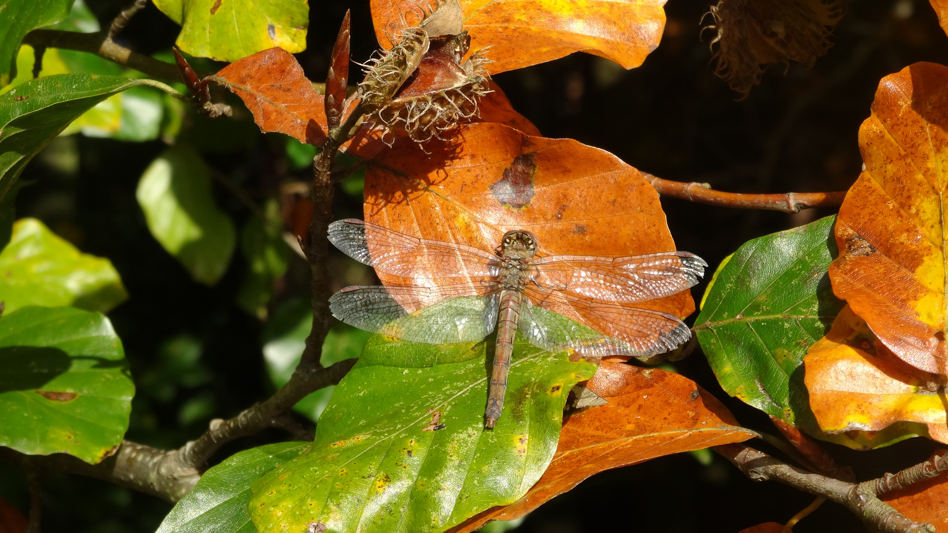 Libelle auf Herbstblatt