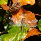 Libelle auf Herbstblatt