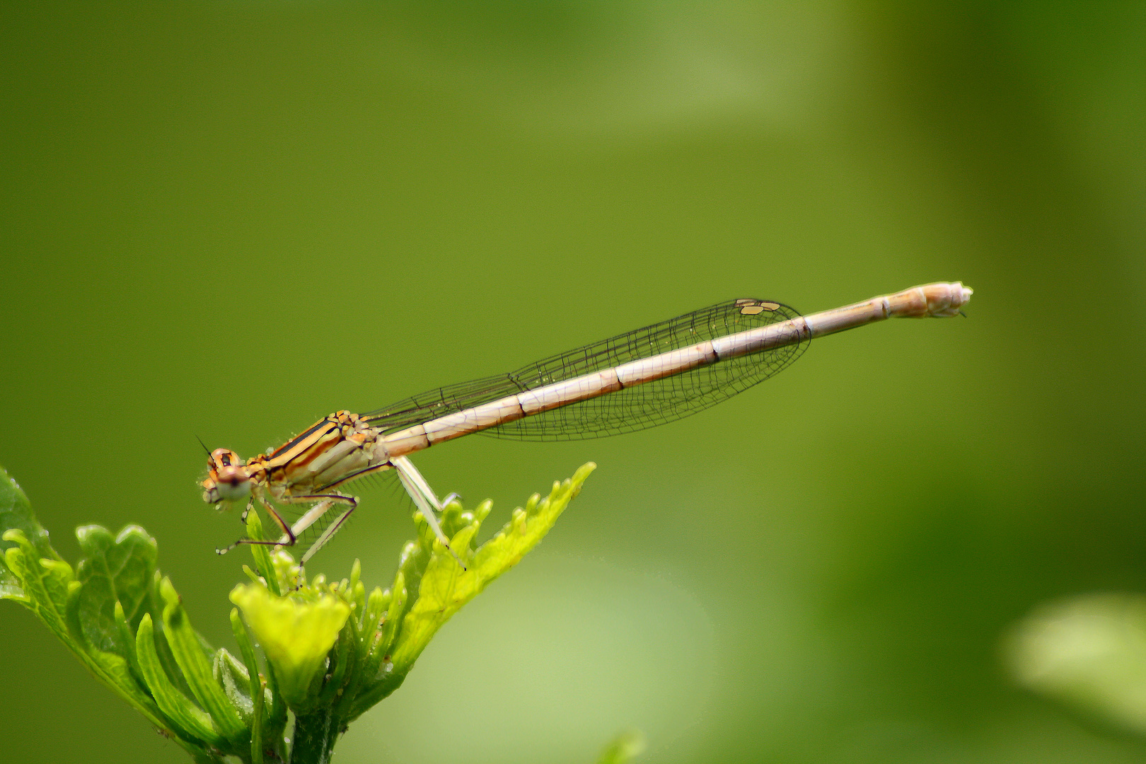 Libelle auf Hibiskus