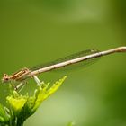 Libelle auf Hibiskus