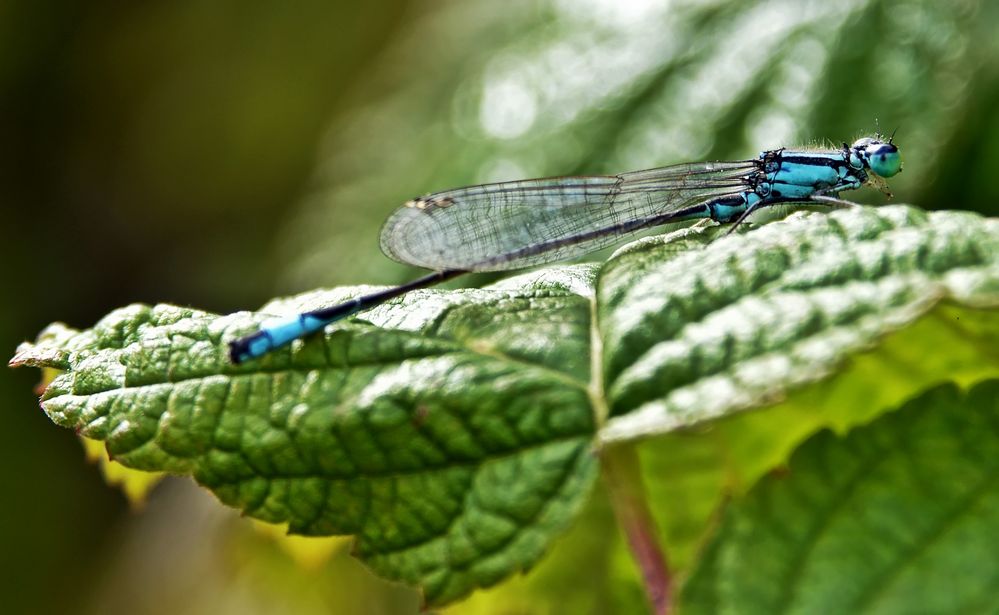 Libelle auf Himbeerblatt