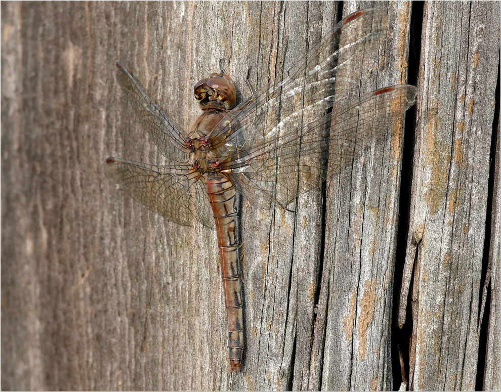 Libelle auf Holz