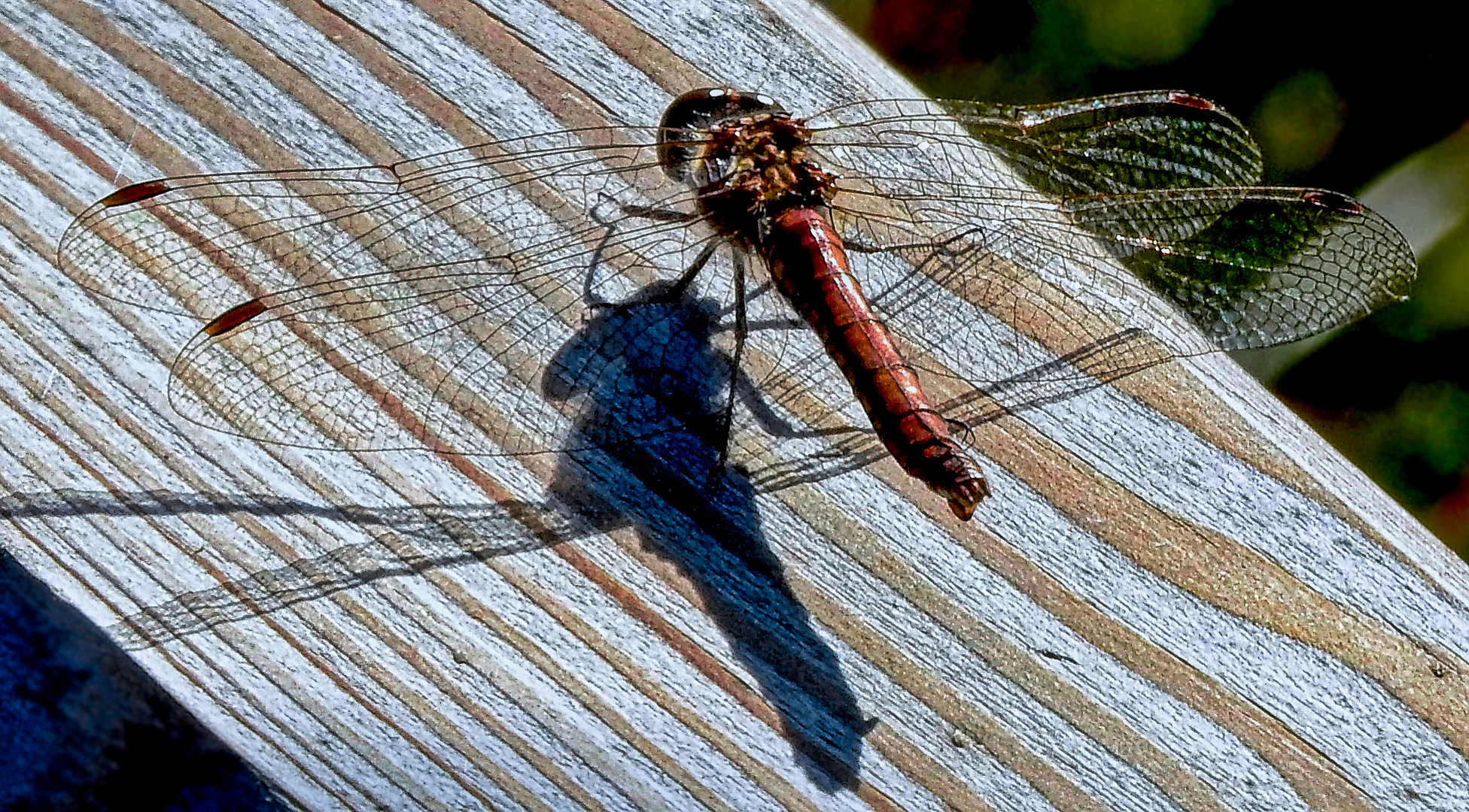 Libelle auf Holz