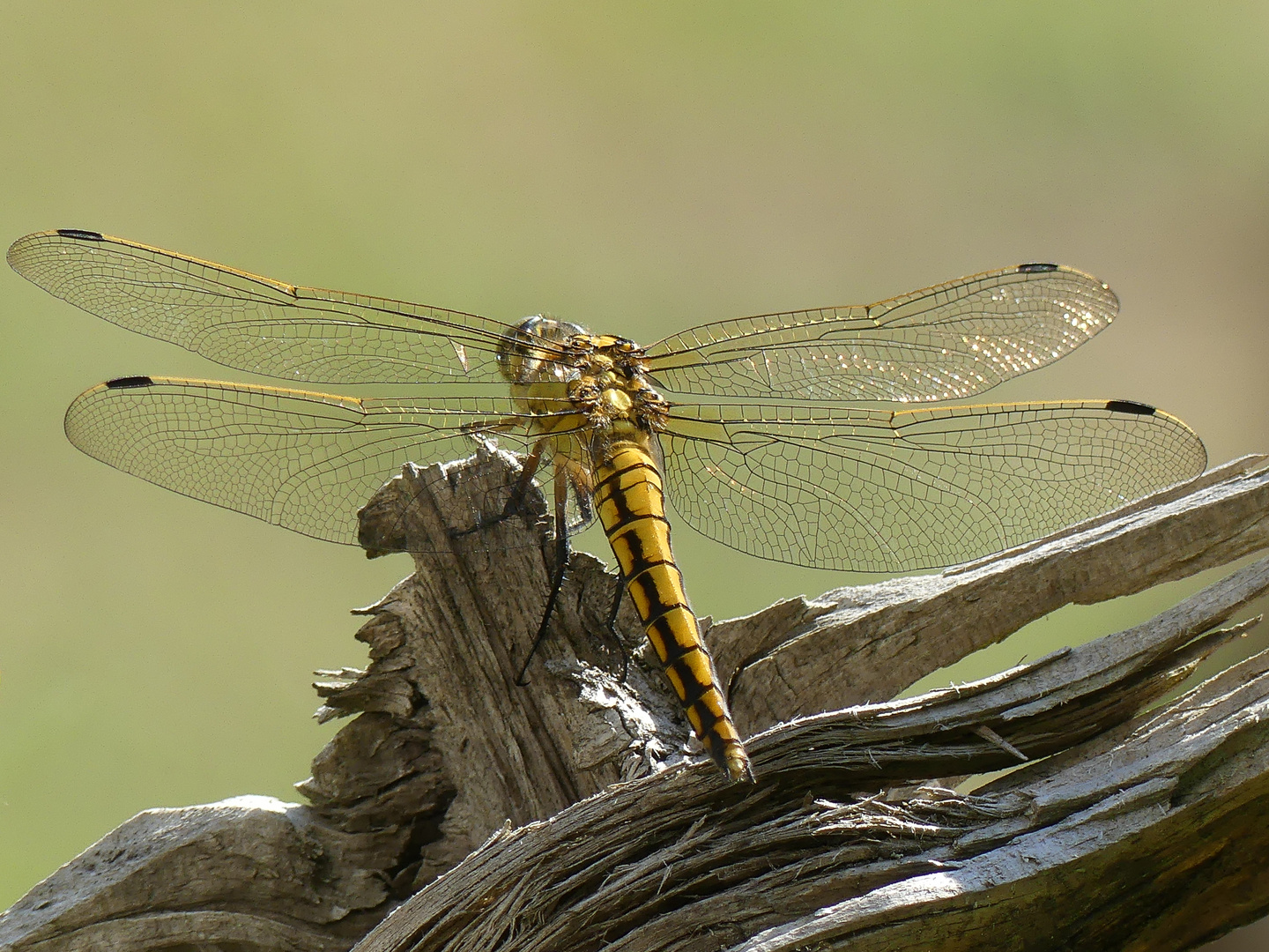 Libelle auf holz