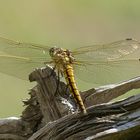 Libelle auf holz