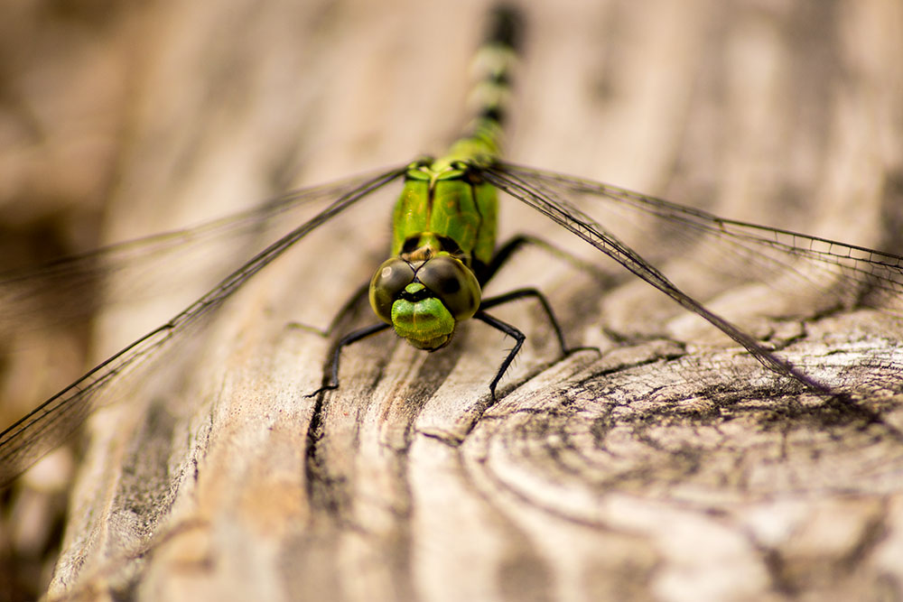 Libelle auf Holzbrücke