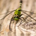 Libelle auf Holzbrücke