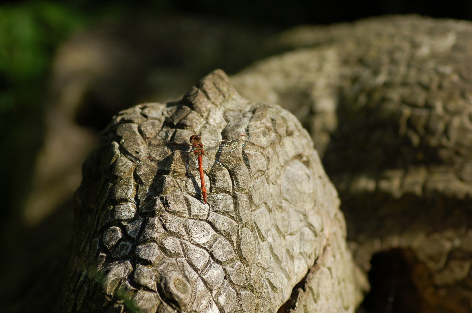 Libelle auf Holzleguan