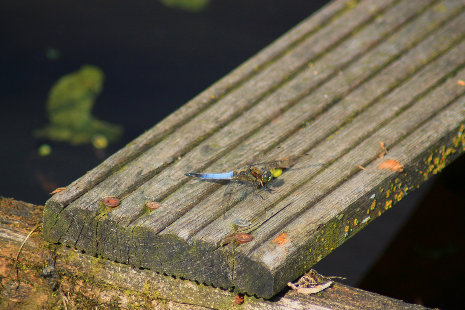 Libelle auf Holzsteg