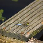Libelle auf Holzsteg