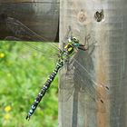 Libelle auf Holzzaun