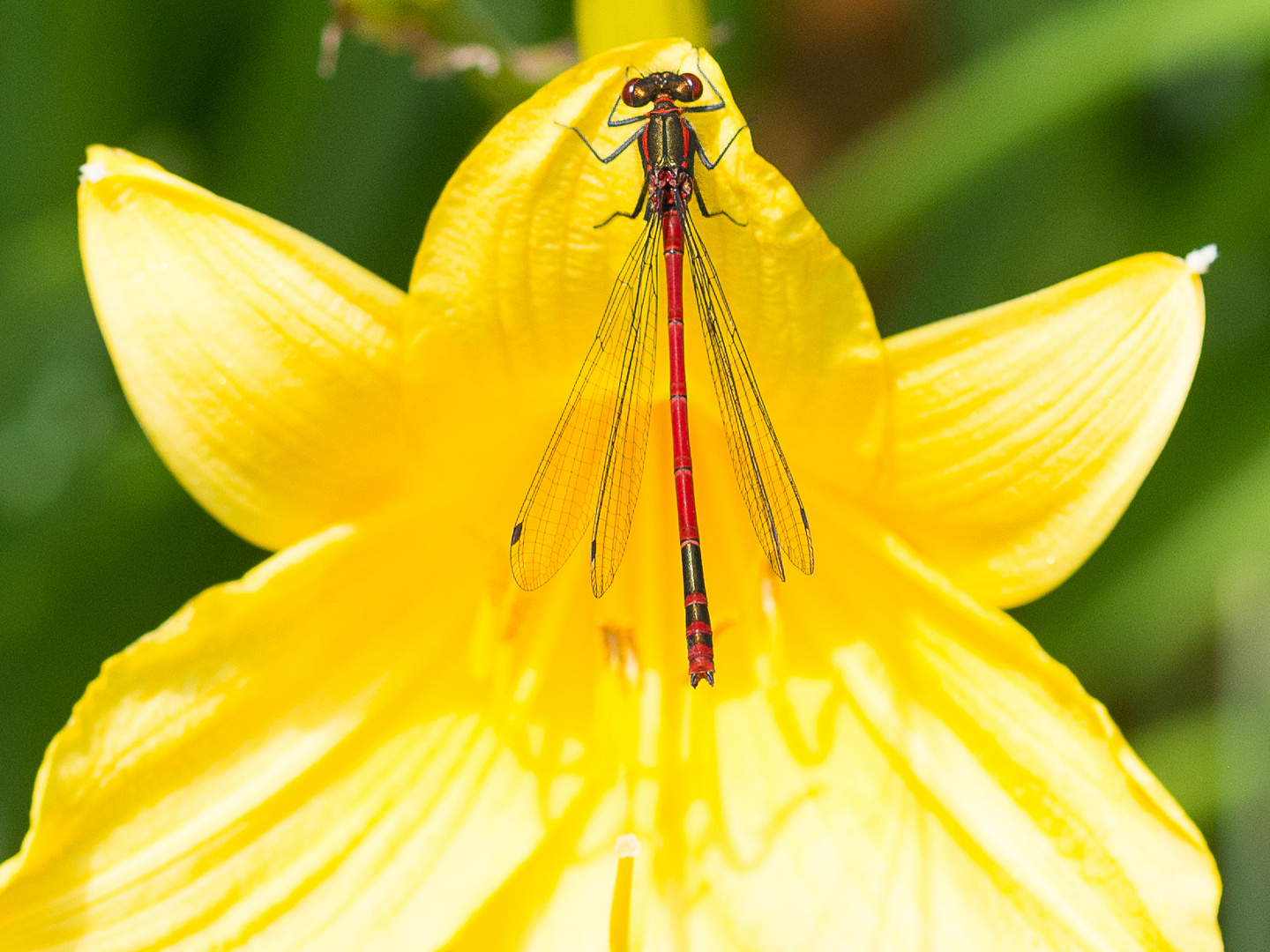 Libelle auf Iris