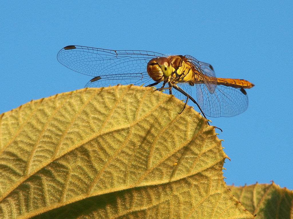 Libelle auf Kiwi