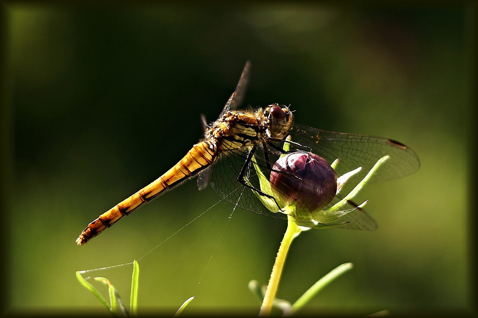 Libelle auf Knospe    