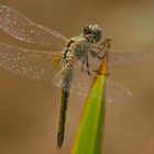 Libelle auf Kos 3