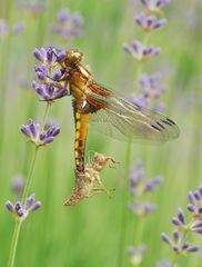 Libelle auf Lavendel