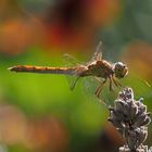 Libelle auf Lavendel