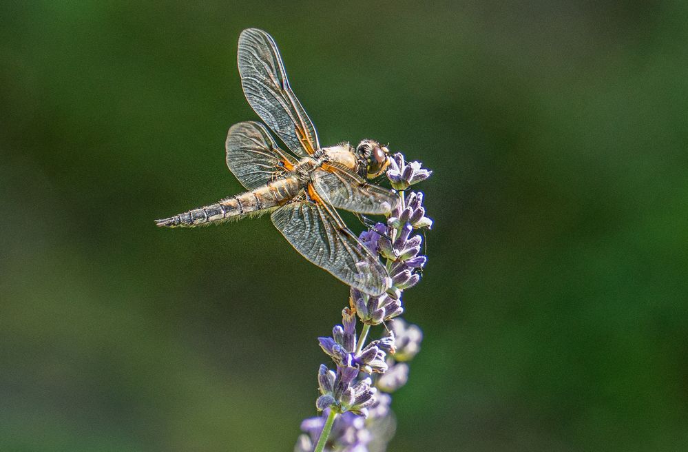 Libelle auf Lavendel I