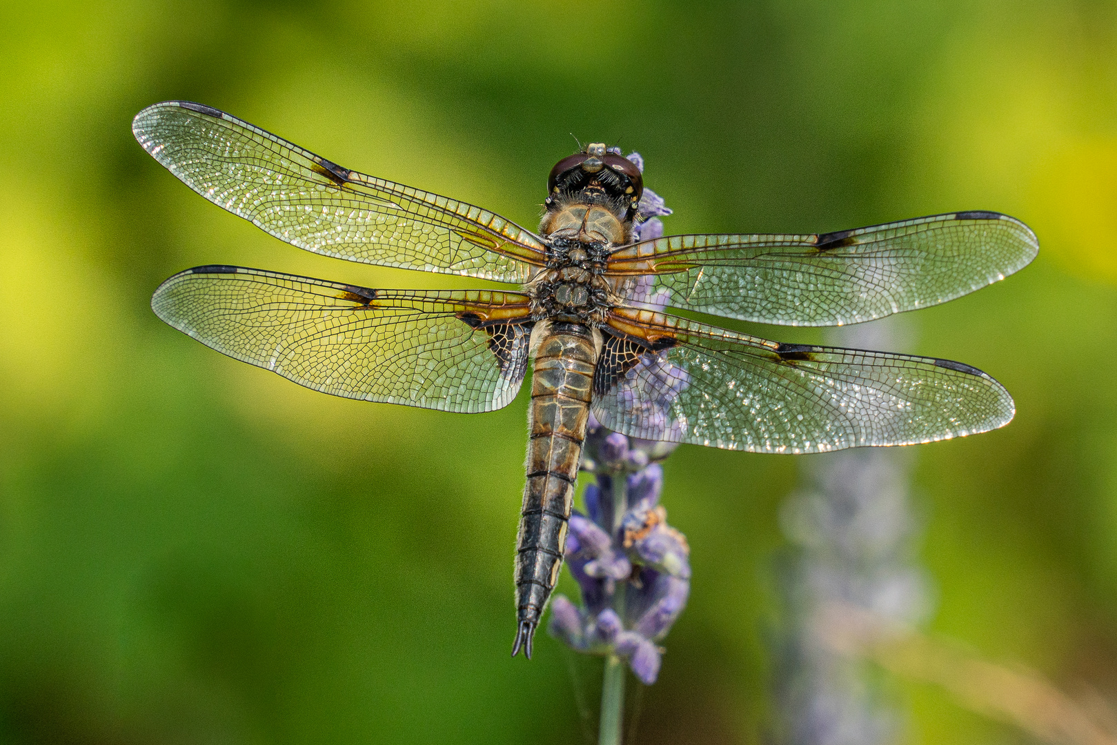 Libelle auf Lavendel II