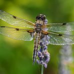 Libelle auf Lavendel II