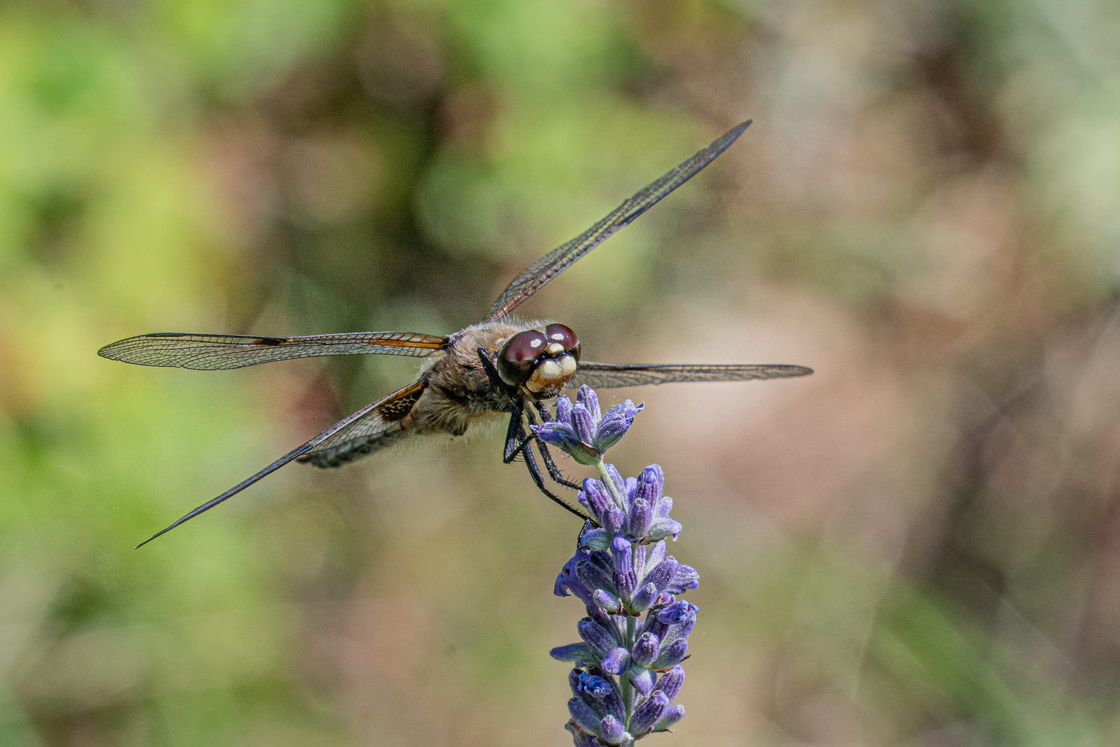 Libelle auf Lavendel III