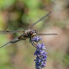 Libelle auf Lavendel III