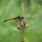 Libelle auf Lichtnelke (Nahaufnahme)