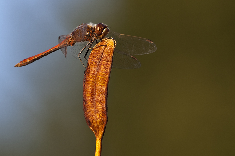 Libelle auf Lilie