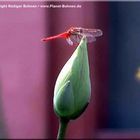 Libelle auf Lotusblüte